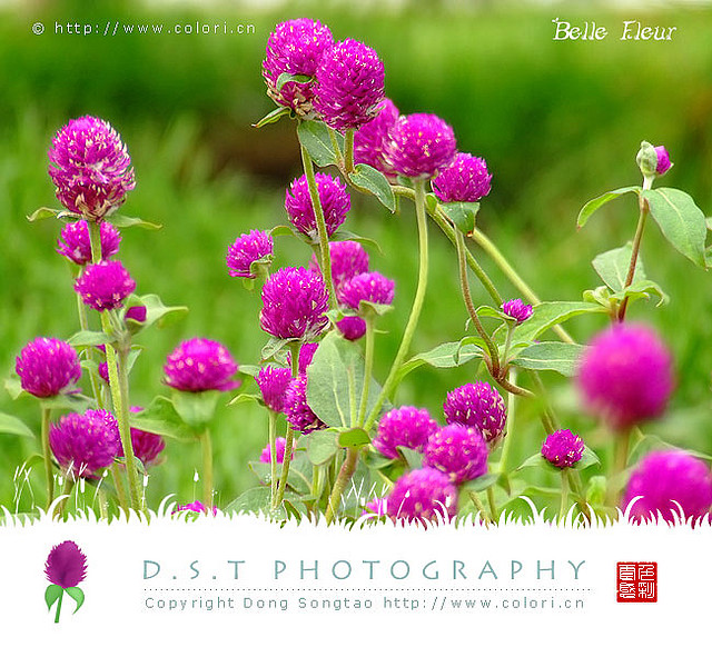 Globe Amaranth